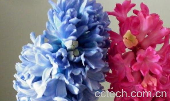 风信子怎么养 风信子的养殖方法和注意事项