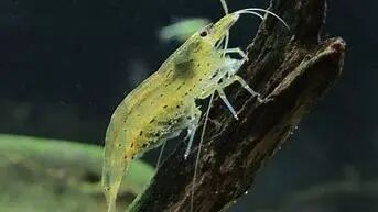 米虾的养殖条件及注意事项