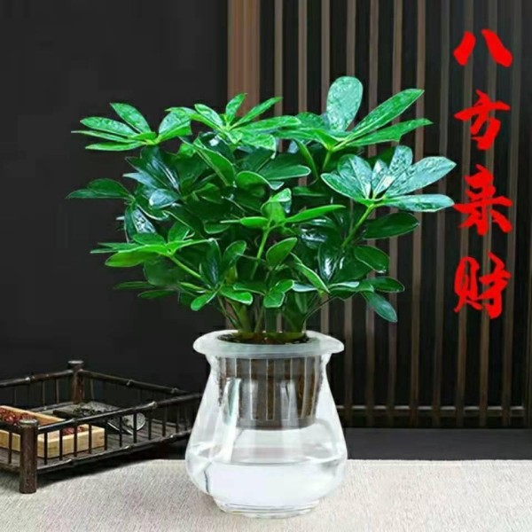 新手常遇植物养不活难题？想打造室内绿意天堂，这份从新手到高手的植物养护全攻略别错过，能让绿植健康生长超长久！