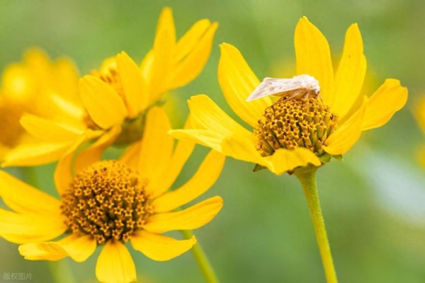 适合发圈的积极能量句子，每一句都乐观向上