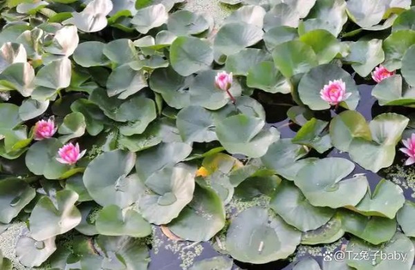 积极乐观的句子，句句经典精辟，选一句送给自己，你喜欢那一句！