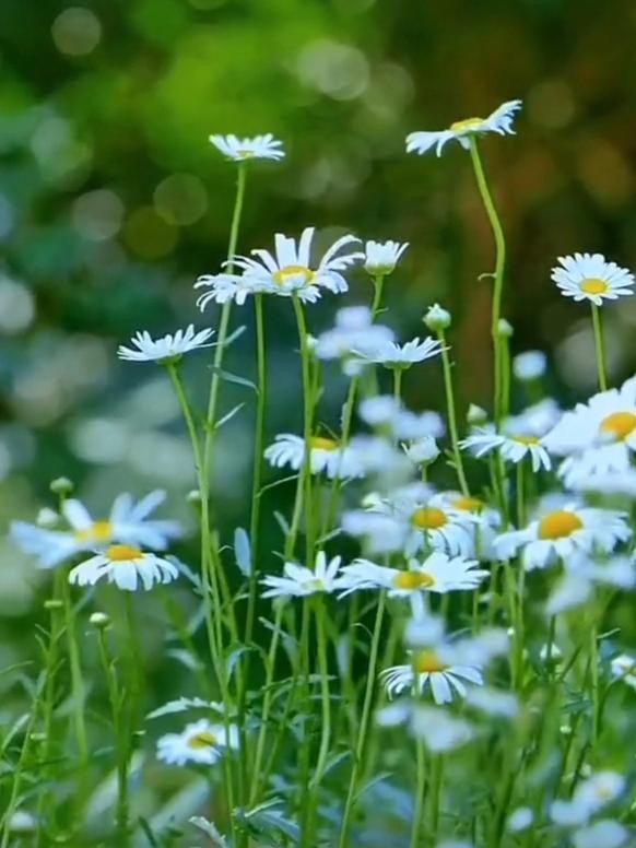 人为什么活着，活着的乐趣在哪？