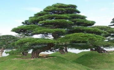 躲猫猫小班教案8篇 追寻游戏乐趣：躲猫猫小班教案 第2张