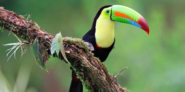 Discover Toucans: Fascinating Facts and Conservation Status