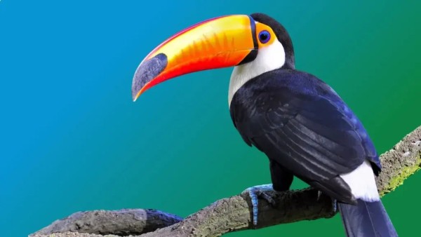 Toucan Behavior