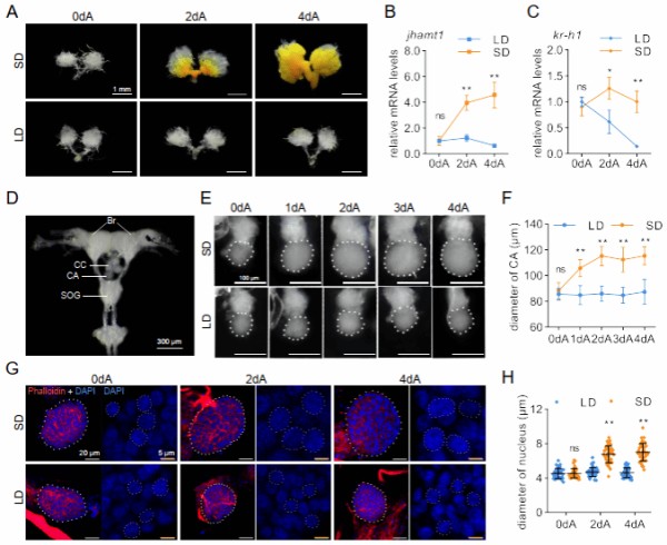 我校昆虫行为调控与资源利用团队发现昆虫滞育的内分泌调控新机制