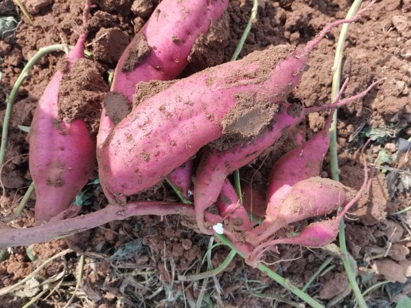 农民在田间采收新鲜红心蜜薯：湿润泥土包裹带须块根，阳光下泛着琥珀光泽