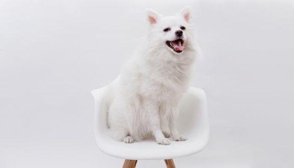 养博美久了才知道,博美洗澡时的“六大”忌!不是迷信,别不信