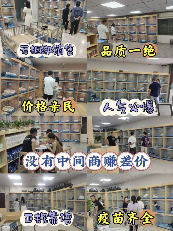 佛山宠物猫狗实体店推荐？这里同城实体老店看得见摸得着更放心