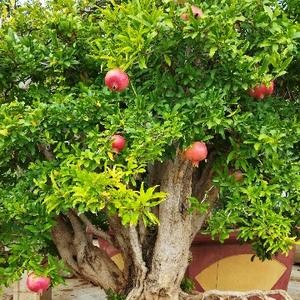 墨金4973：如何培养良好的心态
一是要接纳和宽容自我，善待自我。特别要包容自己的缺点和不足。
二是要有正确合理的认知。遇事不偏执、不钻牛角。
三是有规律的生活习惯，保证自己正常合理作息时间。
四是要适当运动和锻炼，保持身体活力。
五是培养积极向上的兴趣爱好，以淡化挫折和失败，转移注意力。
六是要有良好的朋友和亲情互动圈，以便于化解生活和工作中可能出现的不良情绪。
七是努力的目标要合理可行。
八是...