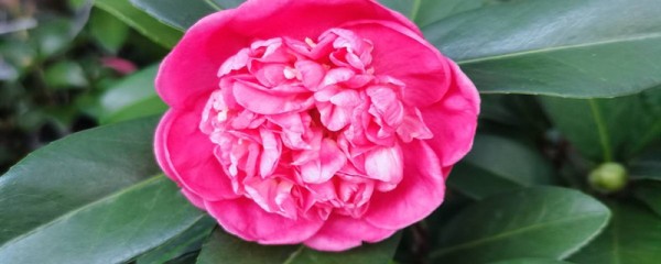 四季茶花的养殖方法和注意事项