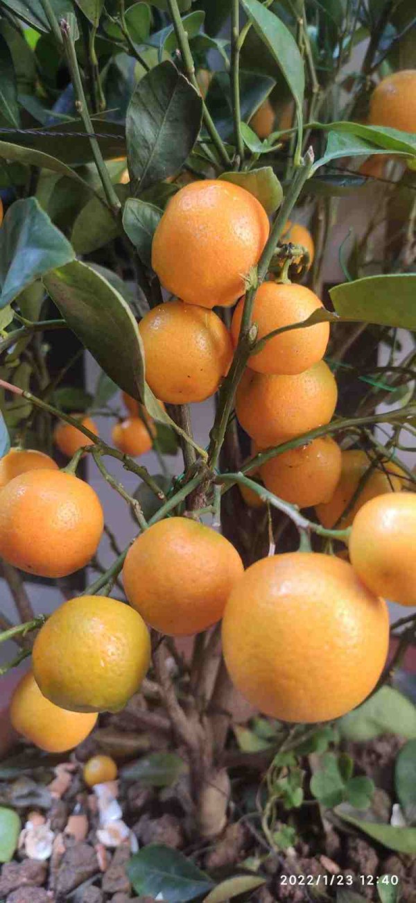 四季桔
