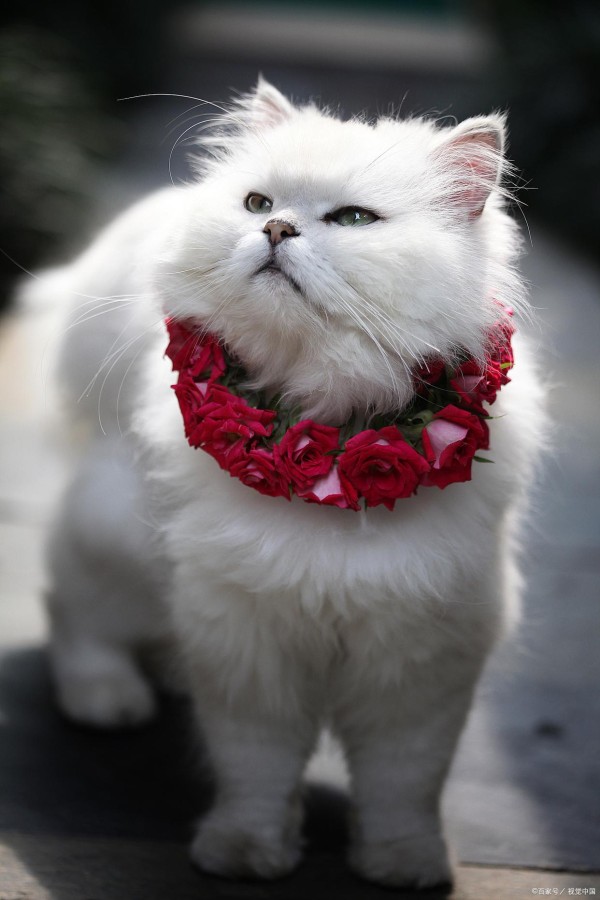 宠物秋冬养护指南：让你的宝贝温暖过冬