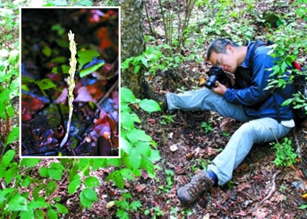 沐先运在北京发现兰花新品种，并命名为“北京无喙兰”。