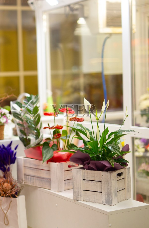 市场柜台上装有白色木盒的室内装饰植物。家居装饰、清新感和环保室内设计理念。照片摄影图片