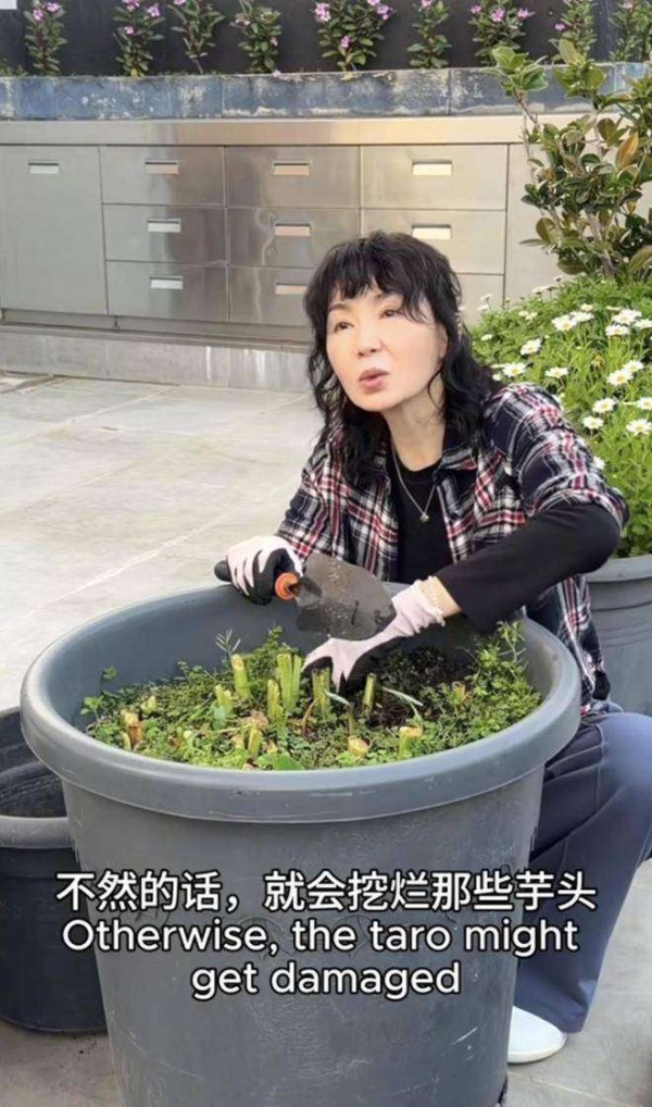 张曼玉61岁素雅挖芋头，格子衬衫接地气，网友：这才是松弛感