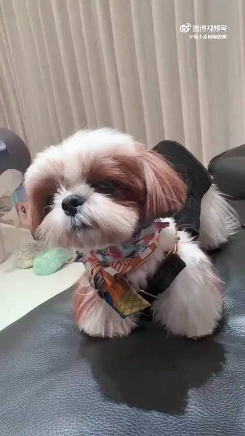 去年和今年呆球棒棒哒 ，是老爸的骄傲