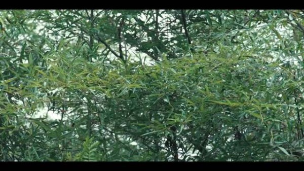杨洋谈《雨霖铃》剧组氛围，称与章若楠合作愉快