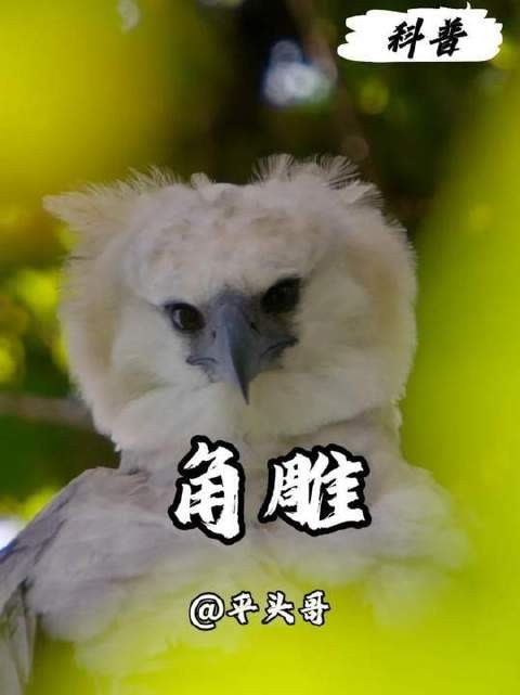 角雕,热带雨林穹顶之上的终极裁决者