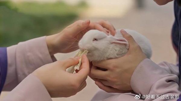 县主为了争宠，竟拿小白免撒气，蛇蝎心肠吓到心上人！