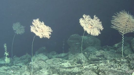 “蛟龙”号观测到的海底珊瑚。(国家深海基地管理中心供图)