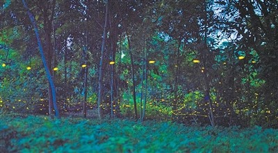 夏夜萤火虫迎来最佳观赏期