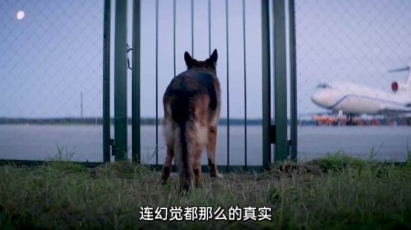 弃犬与男孩雨夜相拥取暖，遗物覆盖显温情