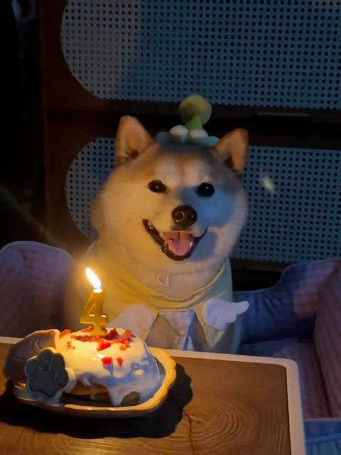 暂停一下，让我们祝这只小狗生日快乐 ：会笑的柴猪吨吨