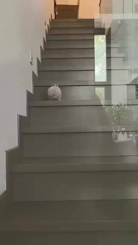 嗯…兔心好爬楼梯