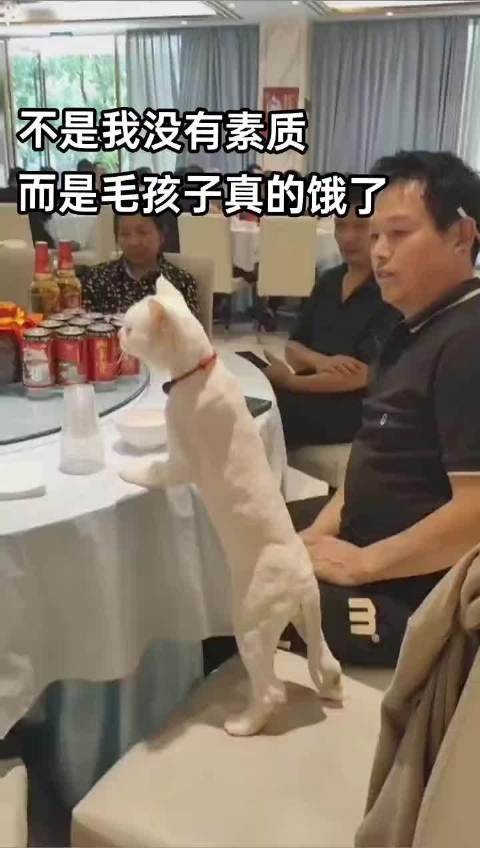 三娃儿是只猫 不喜欢动物没有关系,有关系的是,养了就得对它们负责