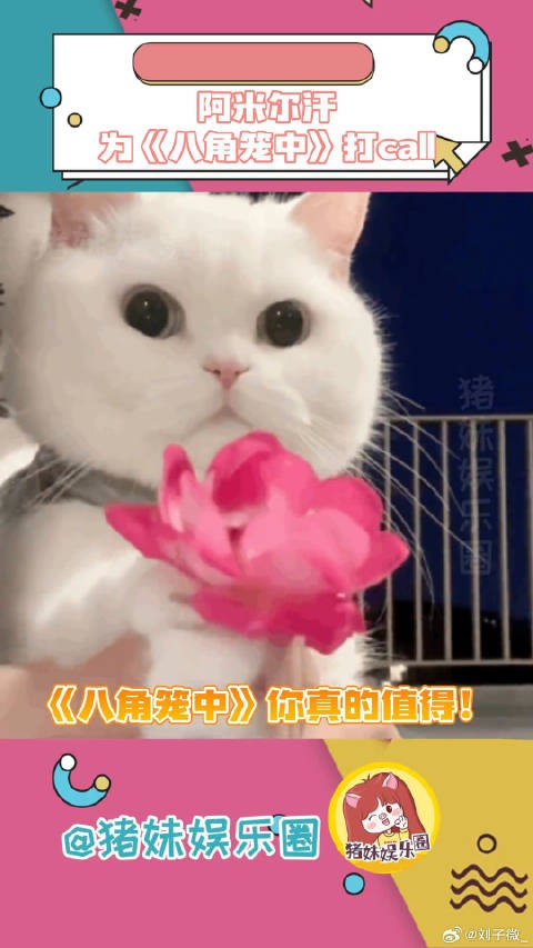 阿米尔汗也来为宝强打call～《八角笼中》你真的值得！阿米尔汗支持八角笼中