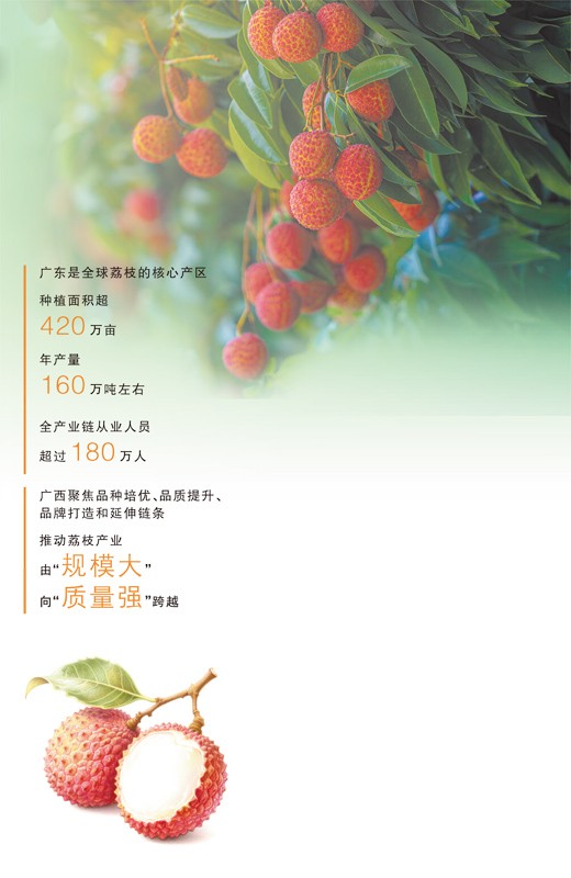 一颗荔枝的“含新量”（三餐四季）
