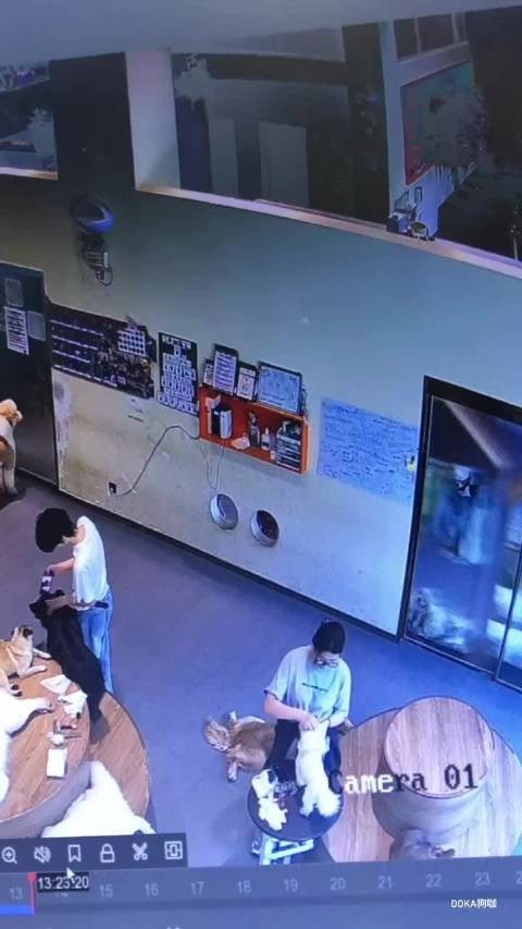 女生摔倒所有小狗都围上去了，全部都是好宝宝