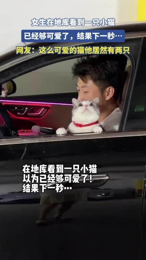 女生在地库看到一只小猫，已经够可爱了，结果下一秒…！