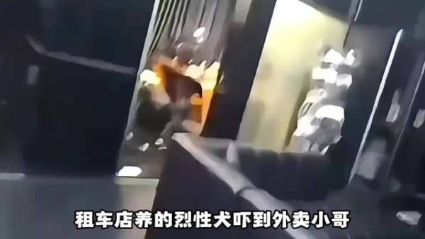 租车店养的烈性犬吓到外卖小哥却拒不道歉，直播回应逆天言论频出烈性犬