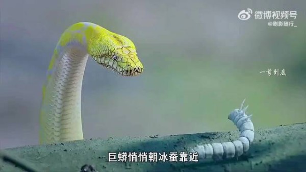 少年冰蚕VS千年巨蟒!结局万万没想到!