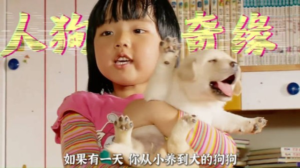 少年一时的兴起,换来忠犬至死不渝守候