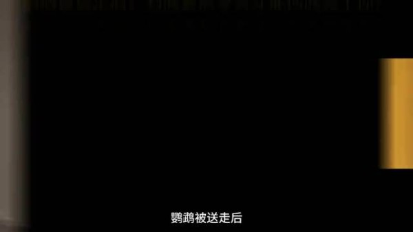 有一种爱叫，哪怕被遗弃几年，它依然能在万千人海中一眼锁定你 鹦鹉养护日常