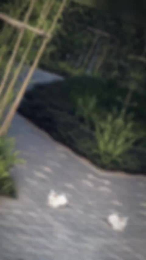 小舟留，林篇