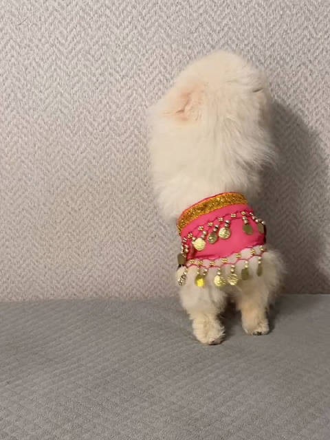 哈哈哈~~狗中也有宝宝太可爱了！