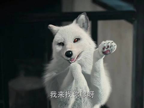 这狐狸太会了,求人办事还知道带礼物,笑不活了!