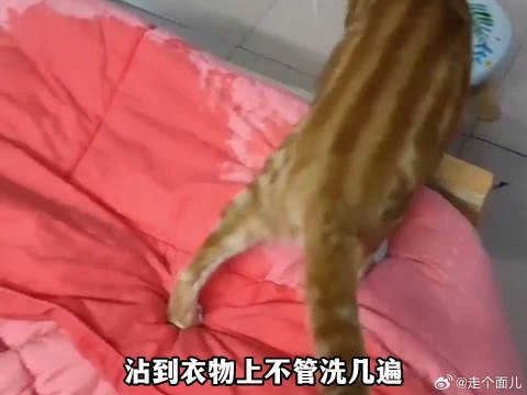 《猫咪新用途》楼上敢晒被子挡阳光，楼下就敢用哈基米滋水枪！
