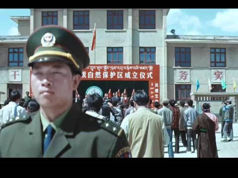 《生命树》白菊梦想成真,可可西里无人机护藏羚羊