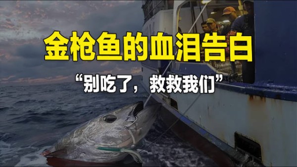 金枪鱼的血泪告白，“别吃了，救救我们”