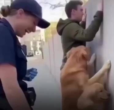 警官,放过它们的主人!