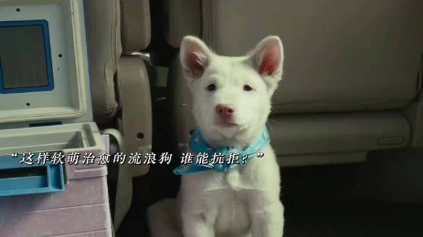 心犬相随电影揭示养狗人内心世界，诠释陪伴珍贵