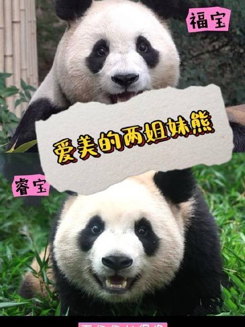 笑到停不下来！睿宝和福宝果然是血脉相连的亲姐妹