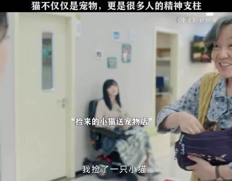 猫不仅仅是宠物 更是很多人的精神支柱