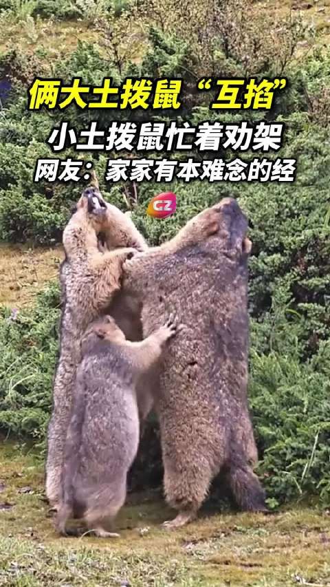 高原两只大土拨鼠互掐,小土拨鼠手忙脚乱劝架