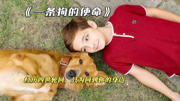 一条狗的使命